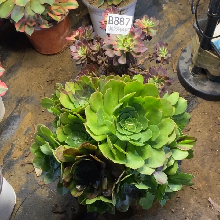 两盆多肉断头不包