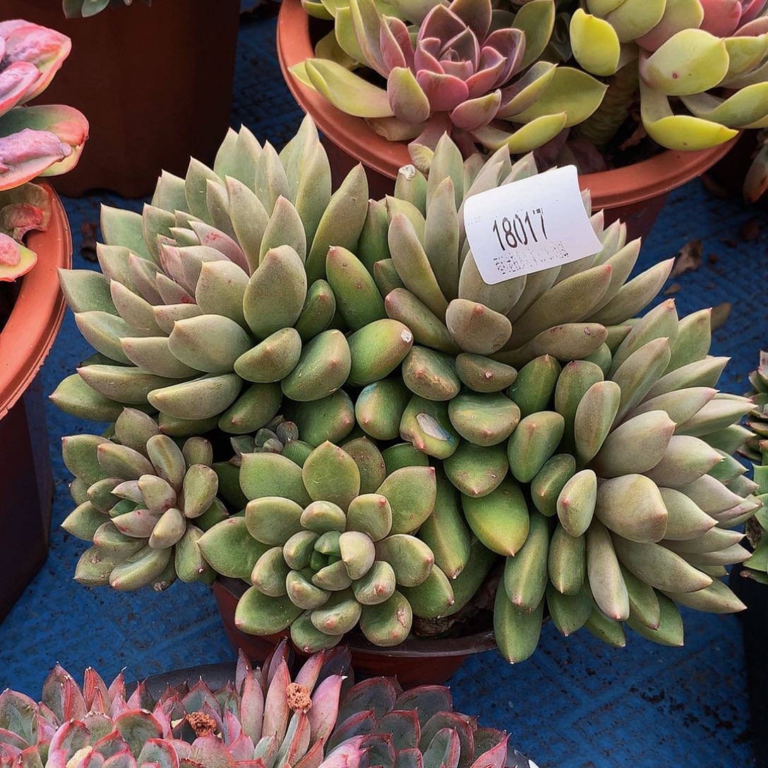 一***鱼象牙18017多肉多肉