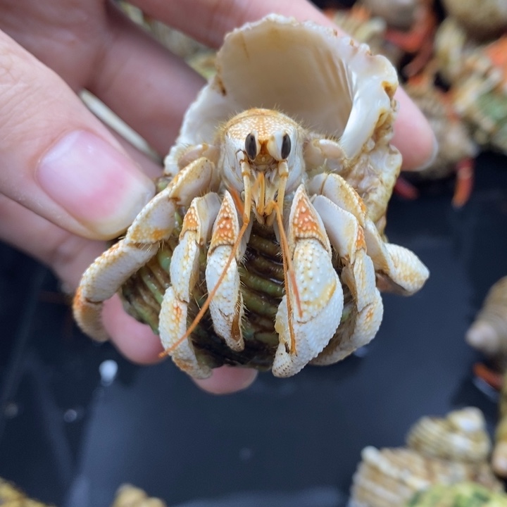 2.8口毛里求斯草莓