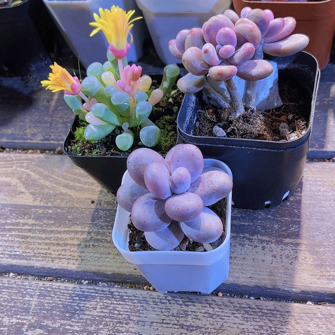 五十铃锦。桃蛋。奶酪