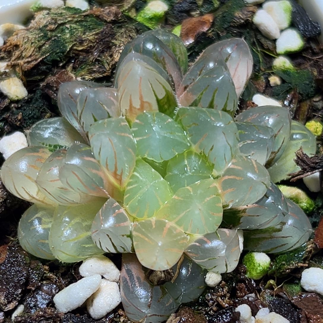 恭喜发财大吉大利612