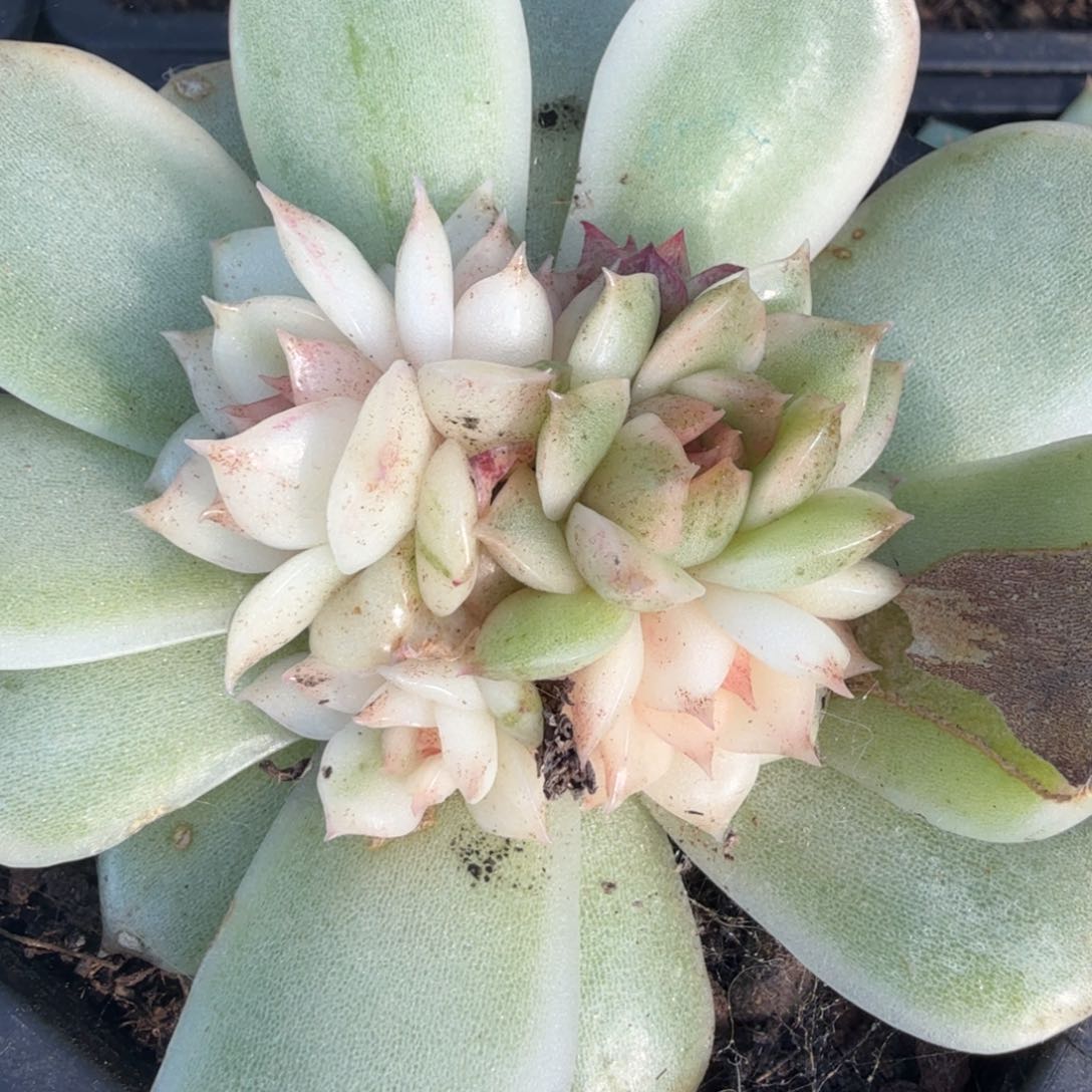 黑水晶腹轮锦底座无替品