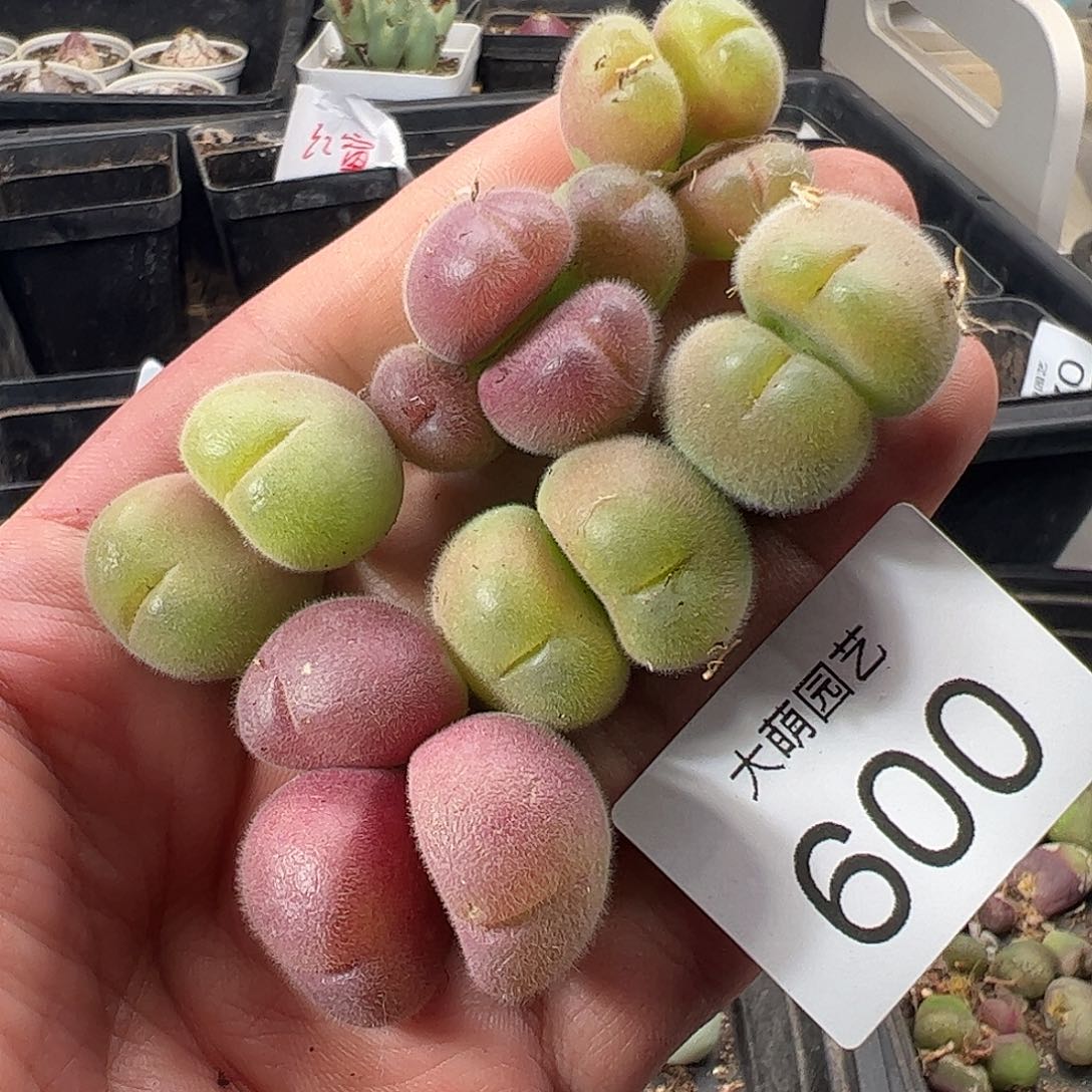 一物一拍清盒福利默认有瑕600