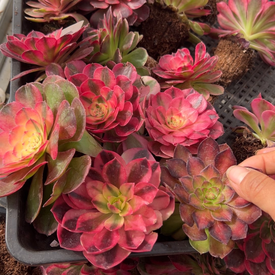 11一筐多肉嘻嘻嘻