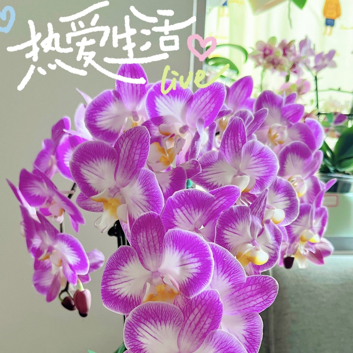 【安祖斯普利特】蝴蝶兰 抽梗苗 3寸杯