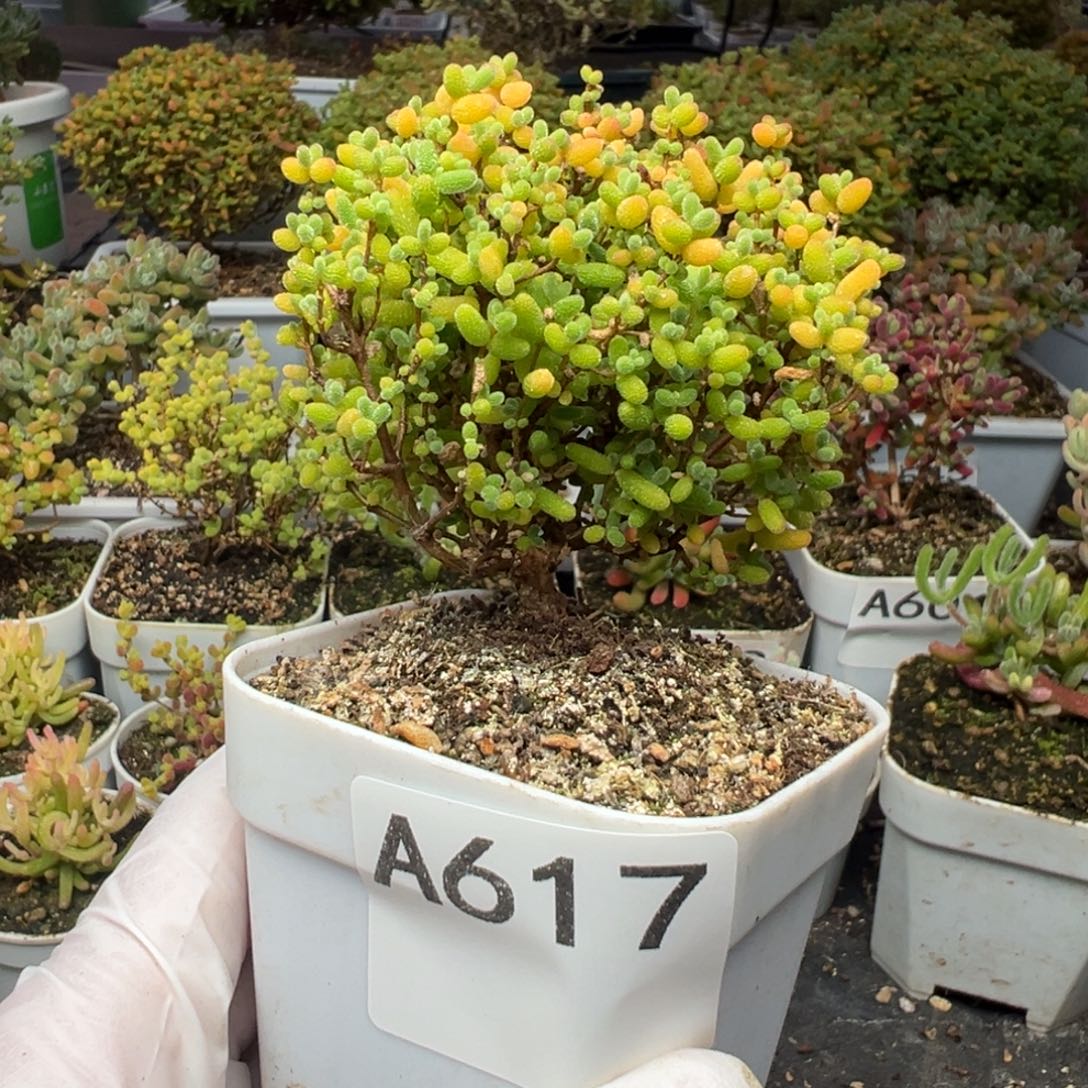 A617蜜桔糖球枝干