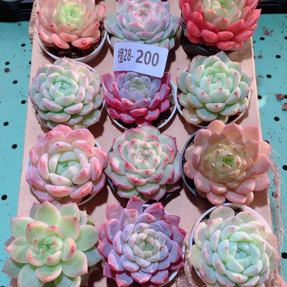 长***英28-200一物一拍多肉带盆18颗