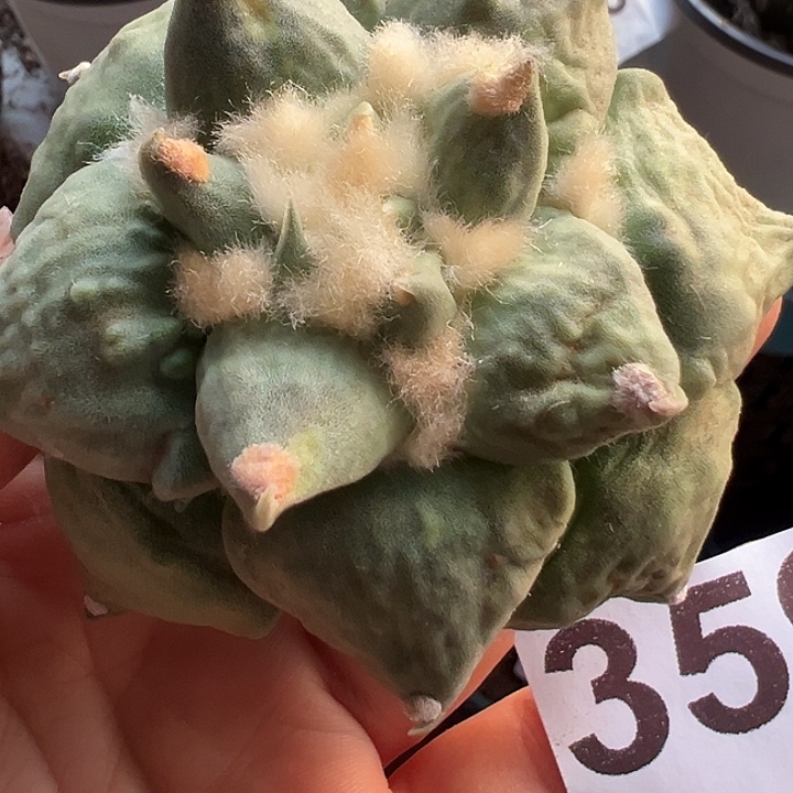 自根龙牙怒359仙人球开花