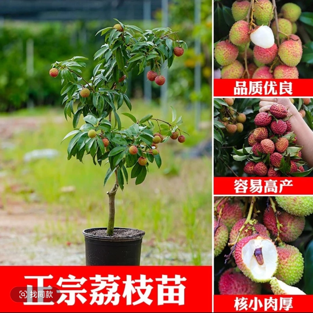 无核冰荔越州红桂花香妃子笑桂味仙进奉荔枝苗带土带叶顺丰包邮