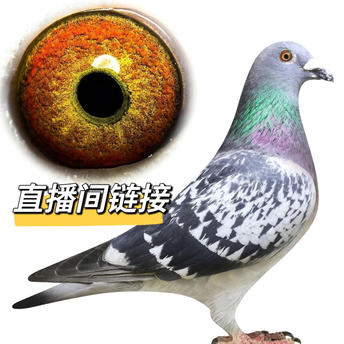 赛鸽种鸽天落鸟青年鸽幼鸽多种鸽类