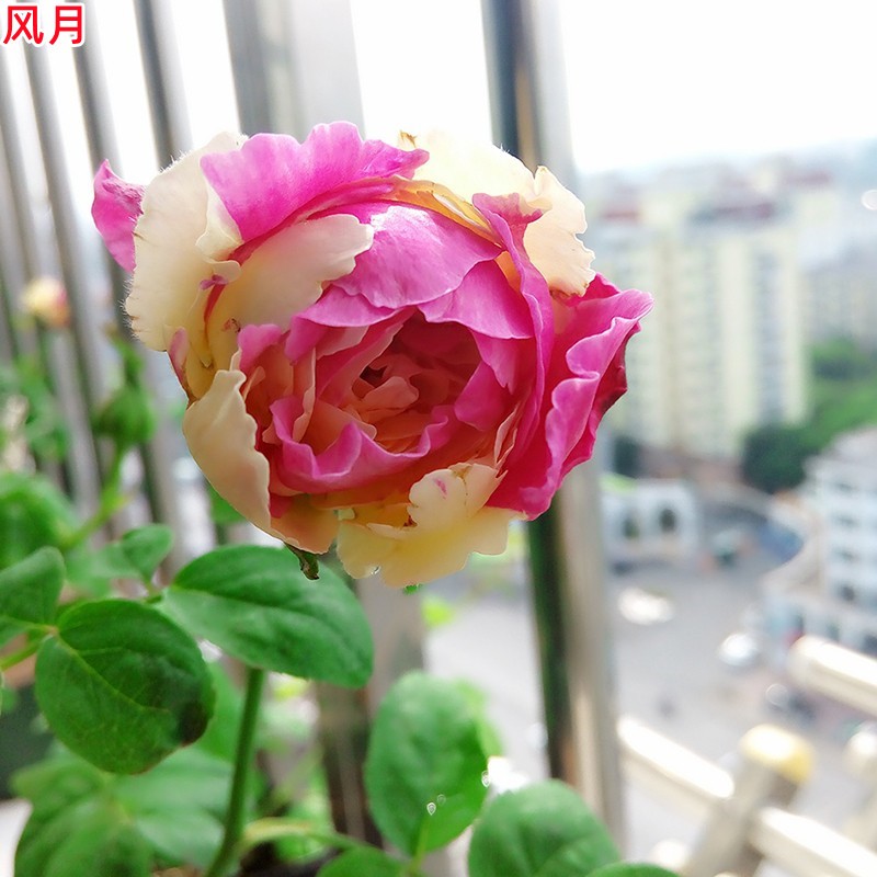 【3棵包邮】风月月季花苗盆栽四季开花卉大玫瑰阳台庭院植物