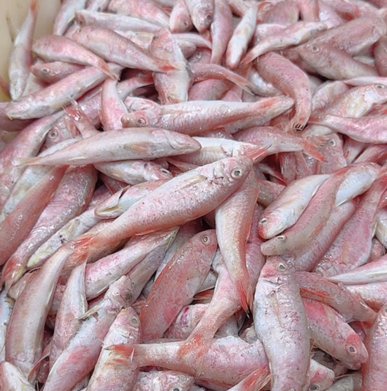 汕尾本港野生（小红鱼）海鲜鲜活水产新鲜海鲜海鱼