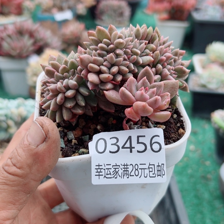 幸运的是你还没遇到幸运