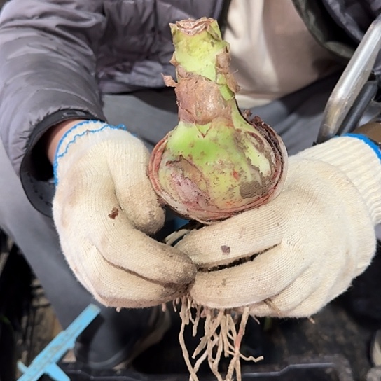 魅力四射籽播苗8号丑球 开花可能变异 无售后