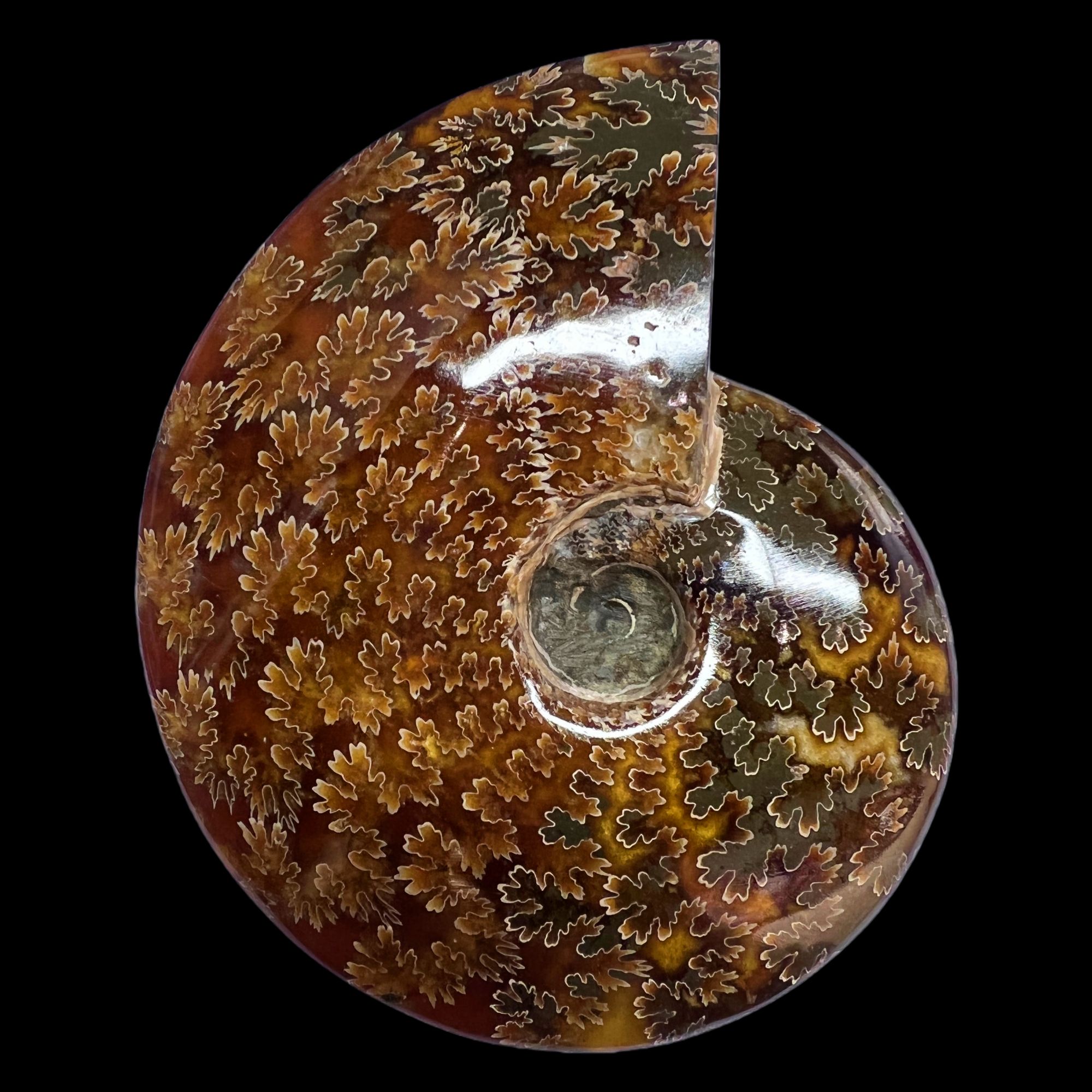 【 叶菊石（摆件）】141.8mm 玉化 马达加斯加 N-50  创意饰品 C7