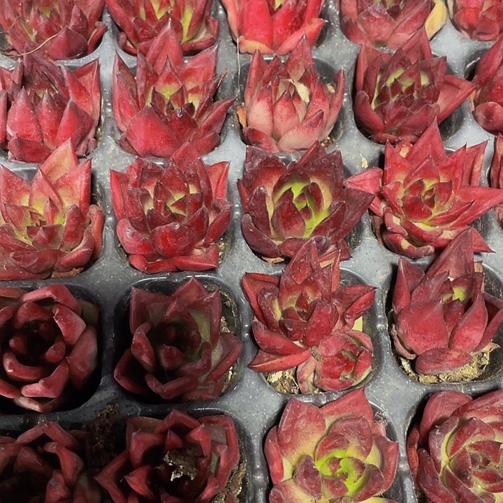 小罗宾1元带土发货