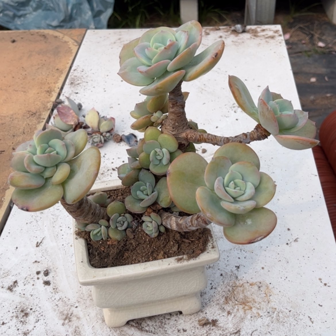 【闪购商品】无花朵欣*