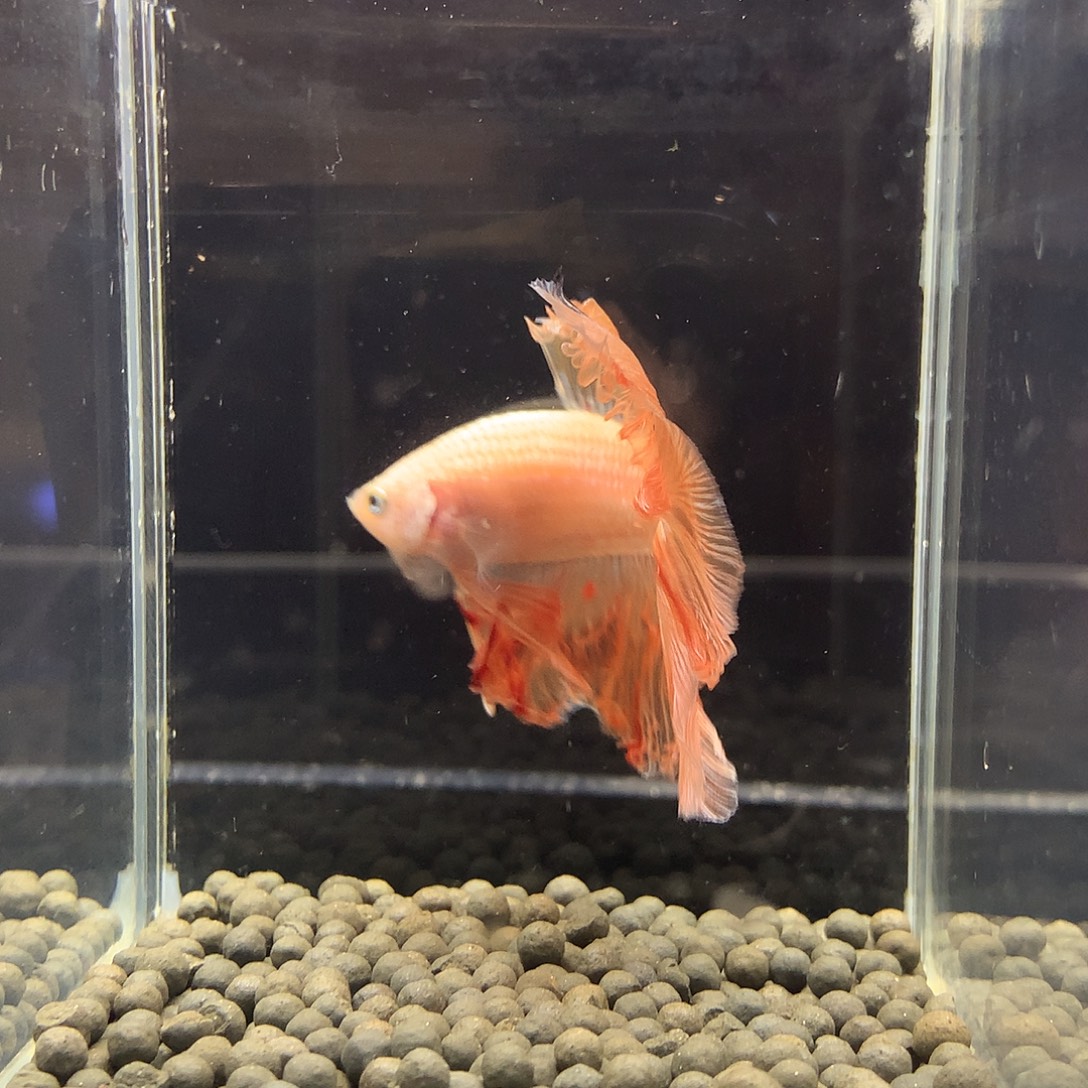 斗鱼七弟泰国斗鱼334