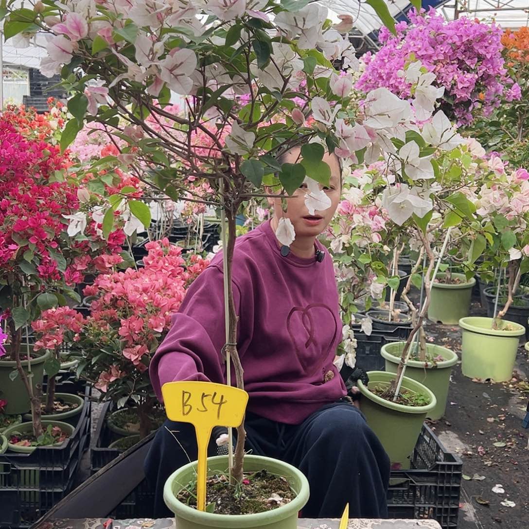 恒****大部分花苞少量开放B54漳红樱