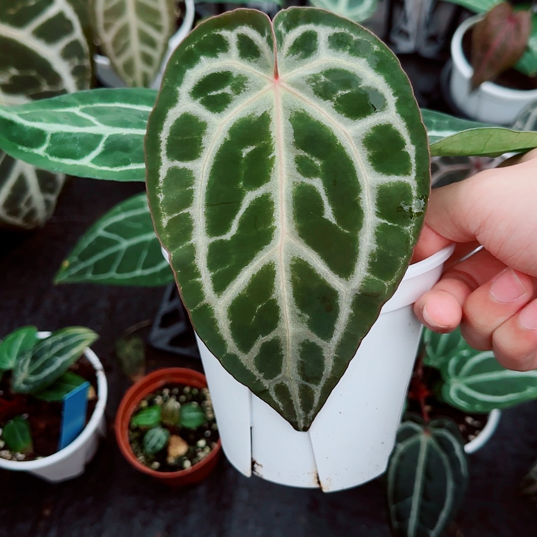 完全开放优选skg银红