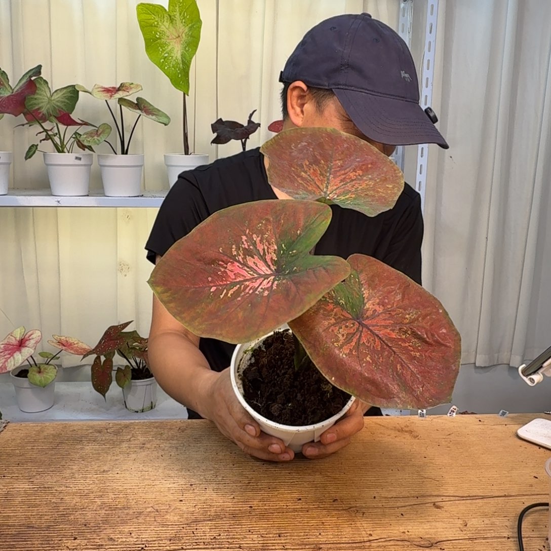 哔***波无花朵海王    0579