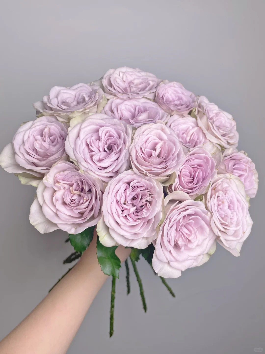 （蔓蔓）钟楼怪人单头玫瑰15支+5支 防损 1单包邮