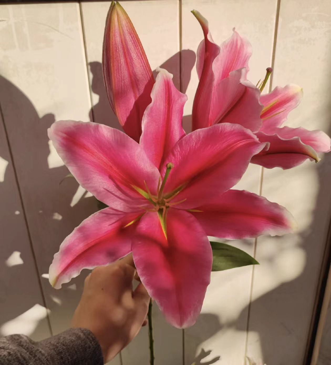 【基地直发】红颜  香水百合（拒收不售后）