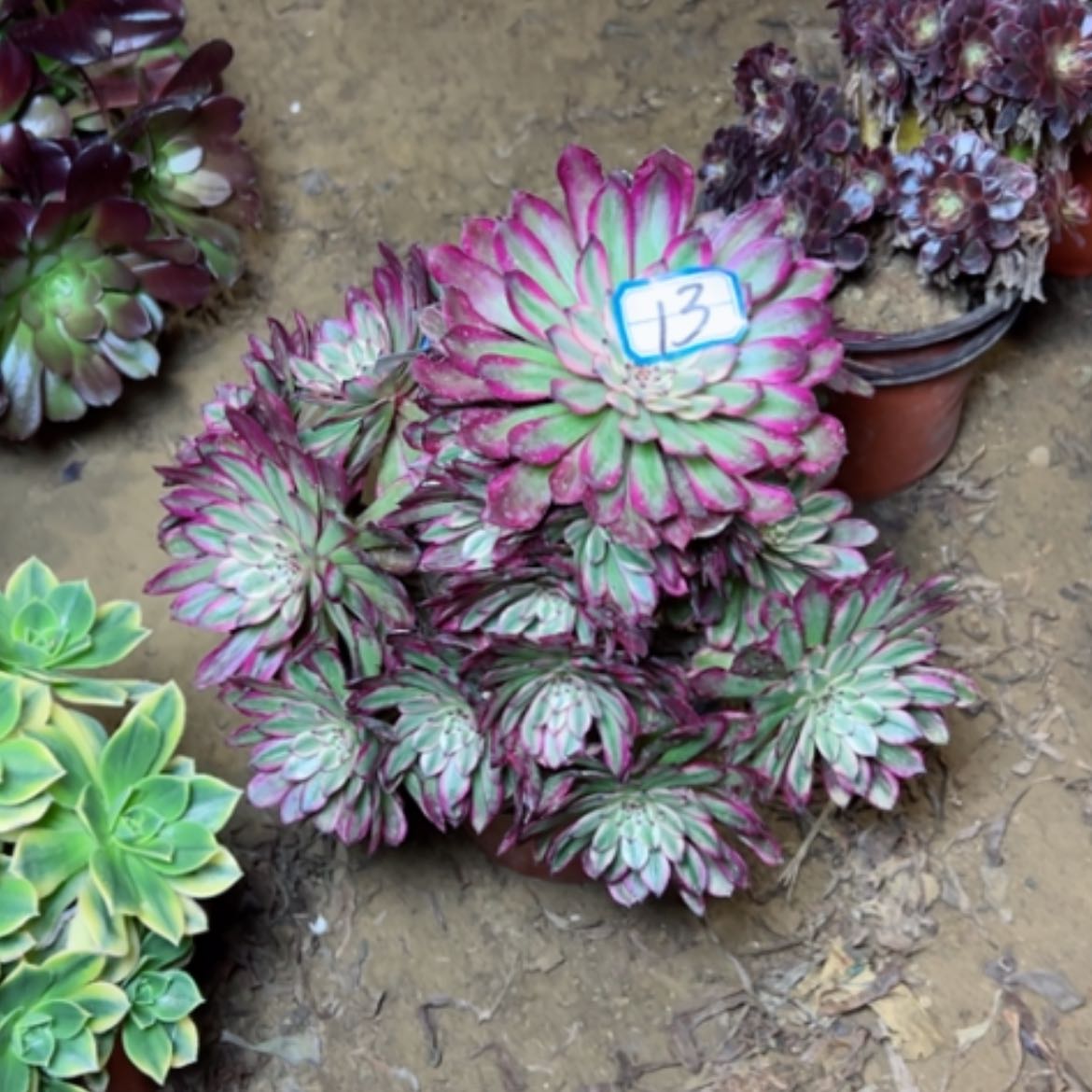 【闪购商品】多肉植物紫霞13