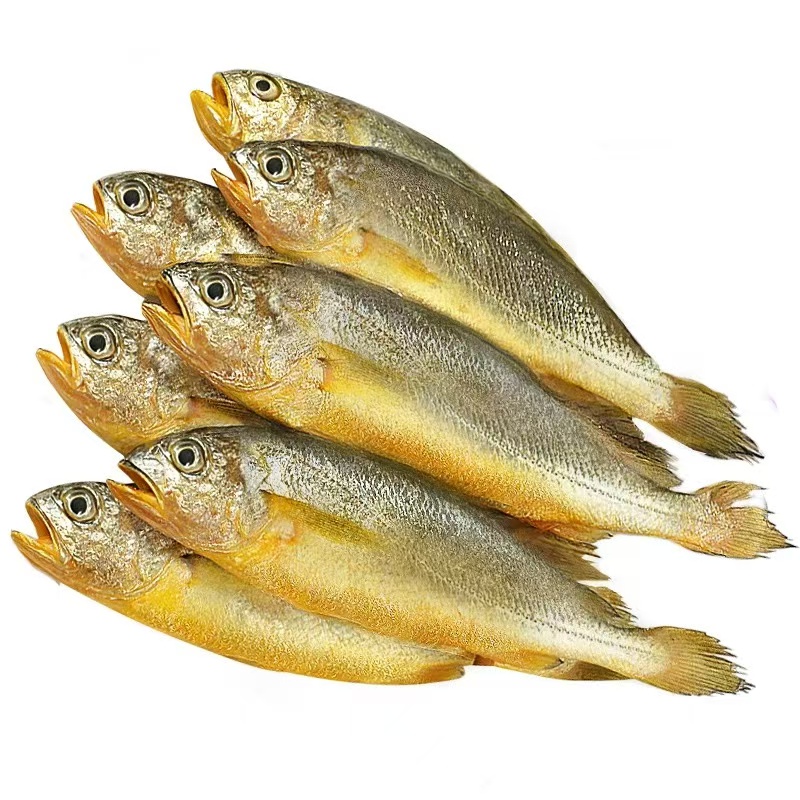 【保鲜】鲫头鱼 3斤起拍 顺丰发货 不保当天到