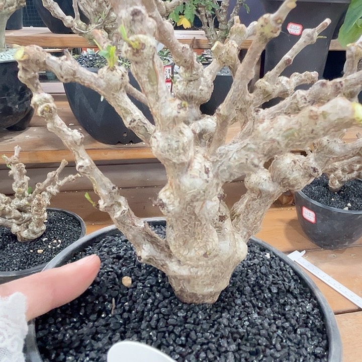植**院95念珠苏木66666666