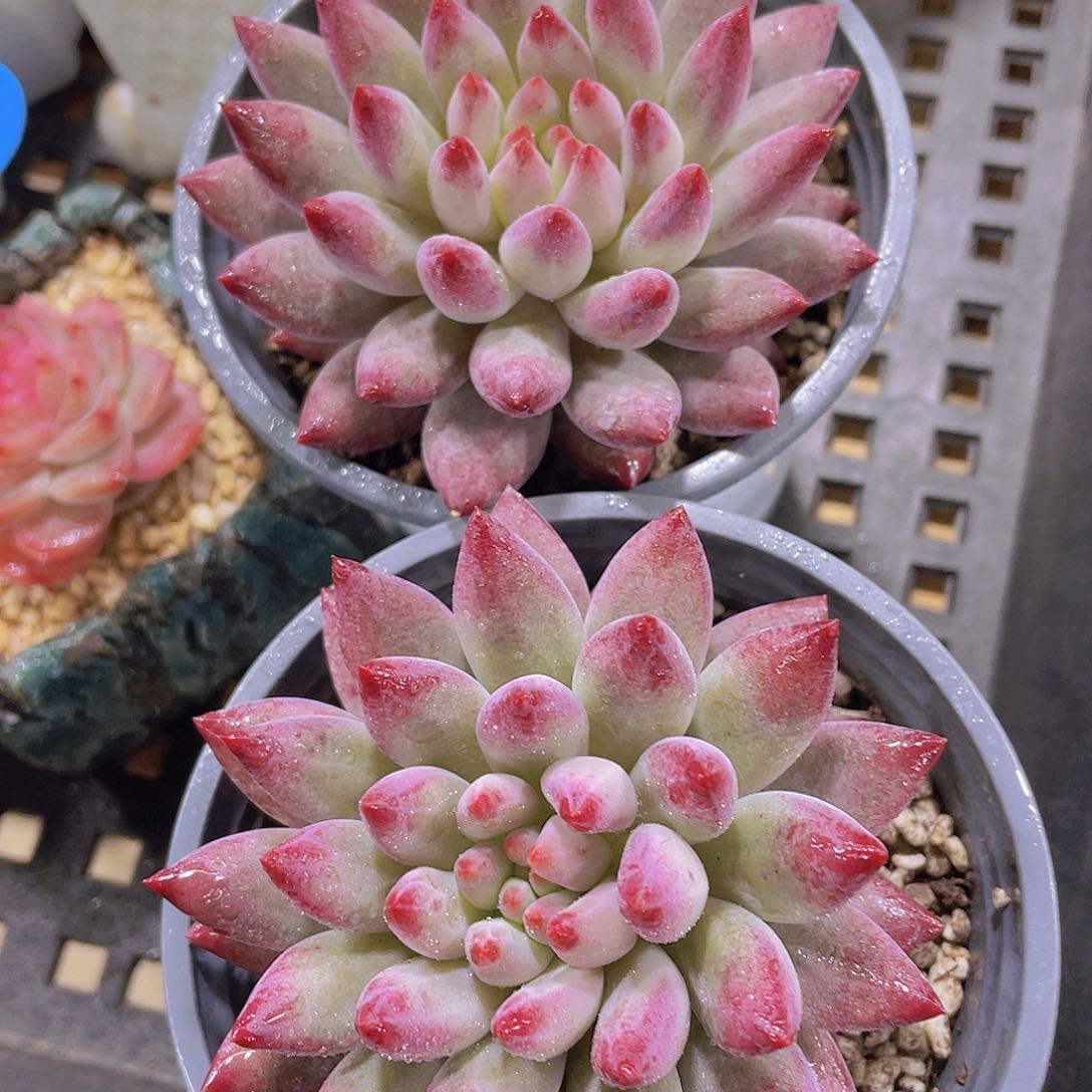 1233号 如烟美人单头一个