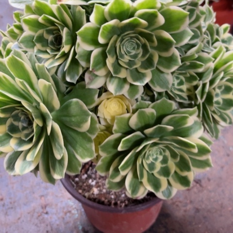 多肉植物芳华jin