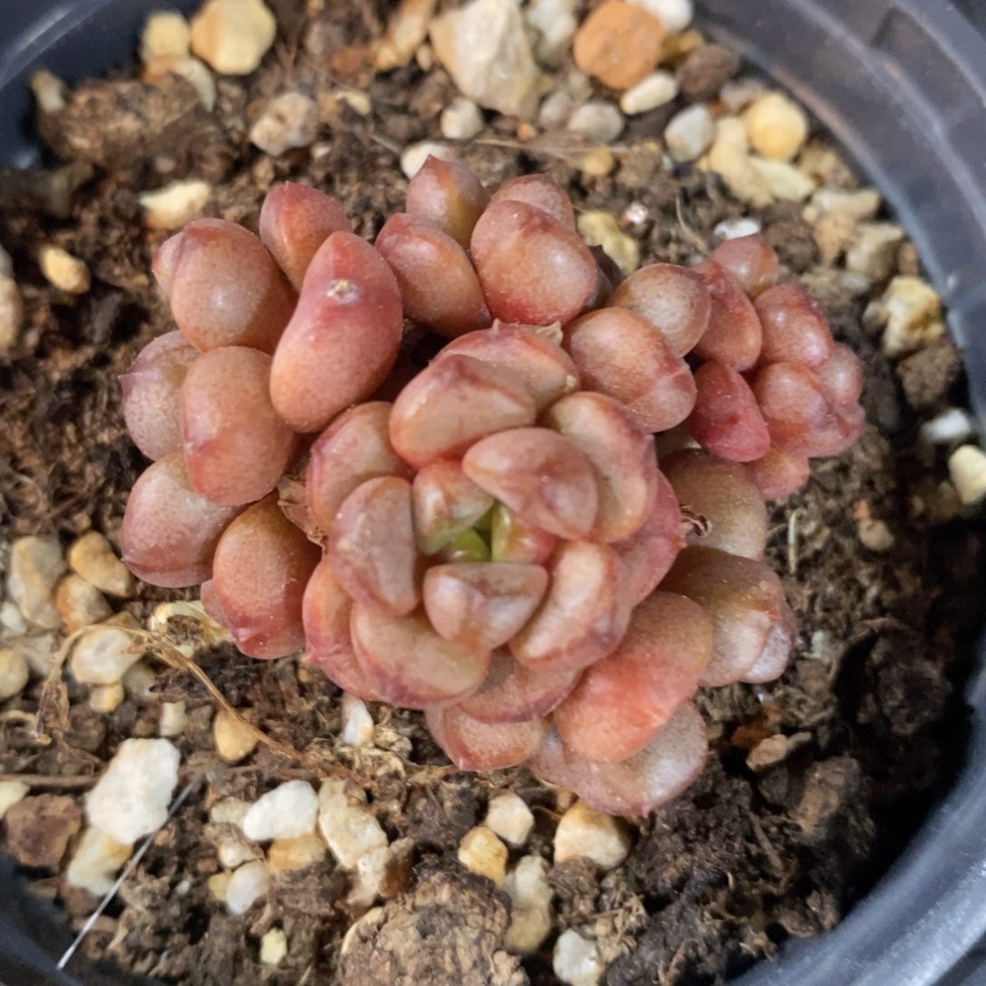 一物一拍精品多肉_