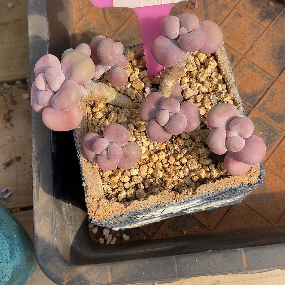 722璐璐收入哦哦哦哦哦哦