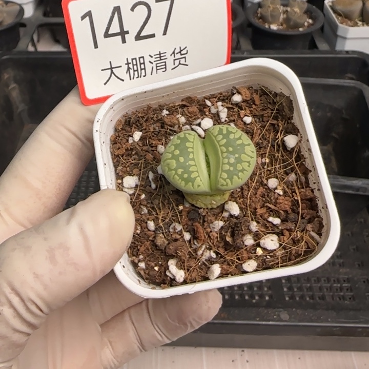 1427大棚清货啦快来捡漏