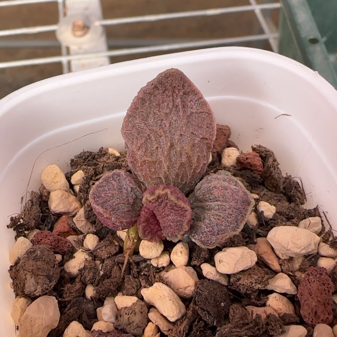 大鱼海棠水泡多肉植物