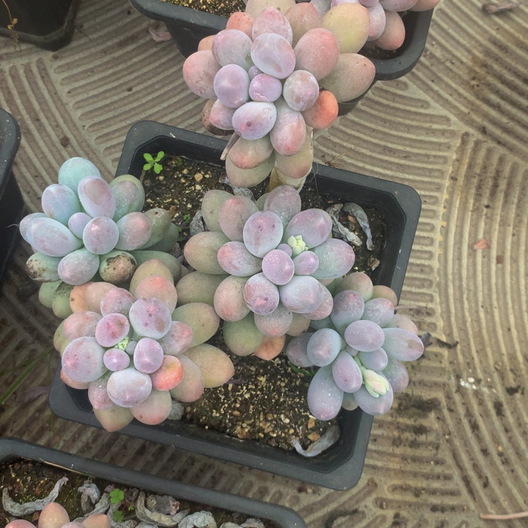 汤圆小群多肉植物