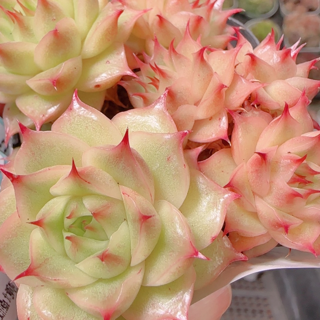 花语逸镜1128-241散