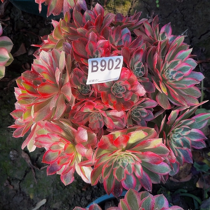 赤子心8-37-902偏远不包邮