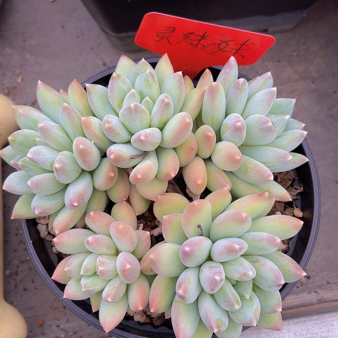 水***儿235号多肉植物一物一拍