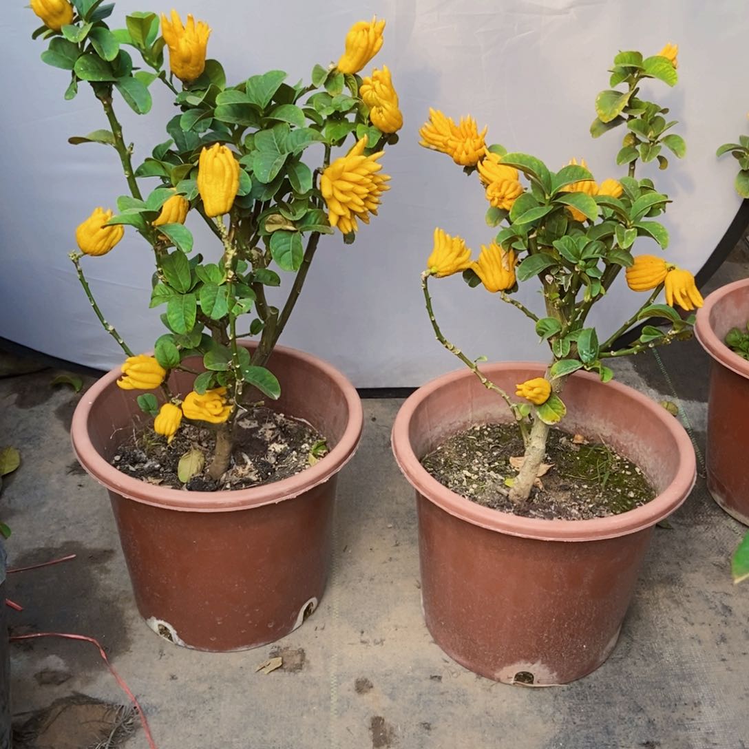 无花朵佛手盆栽植物