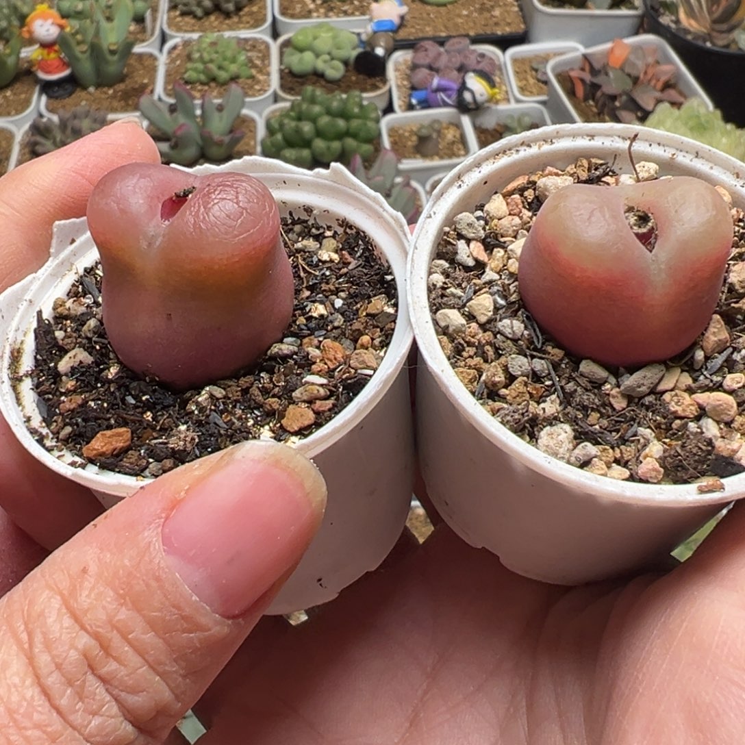 Z***x红宝石2棵多肉植物