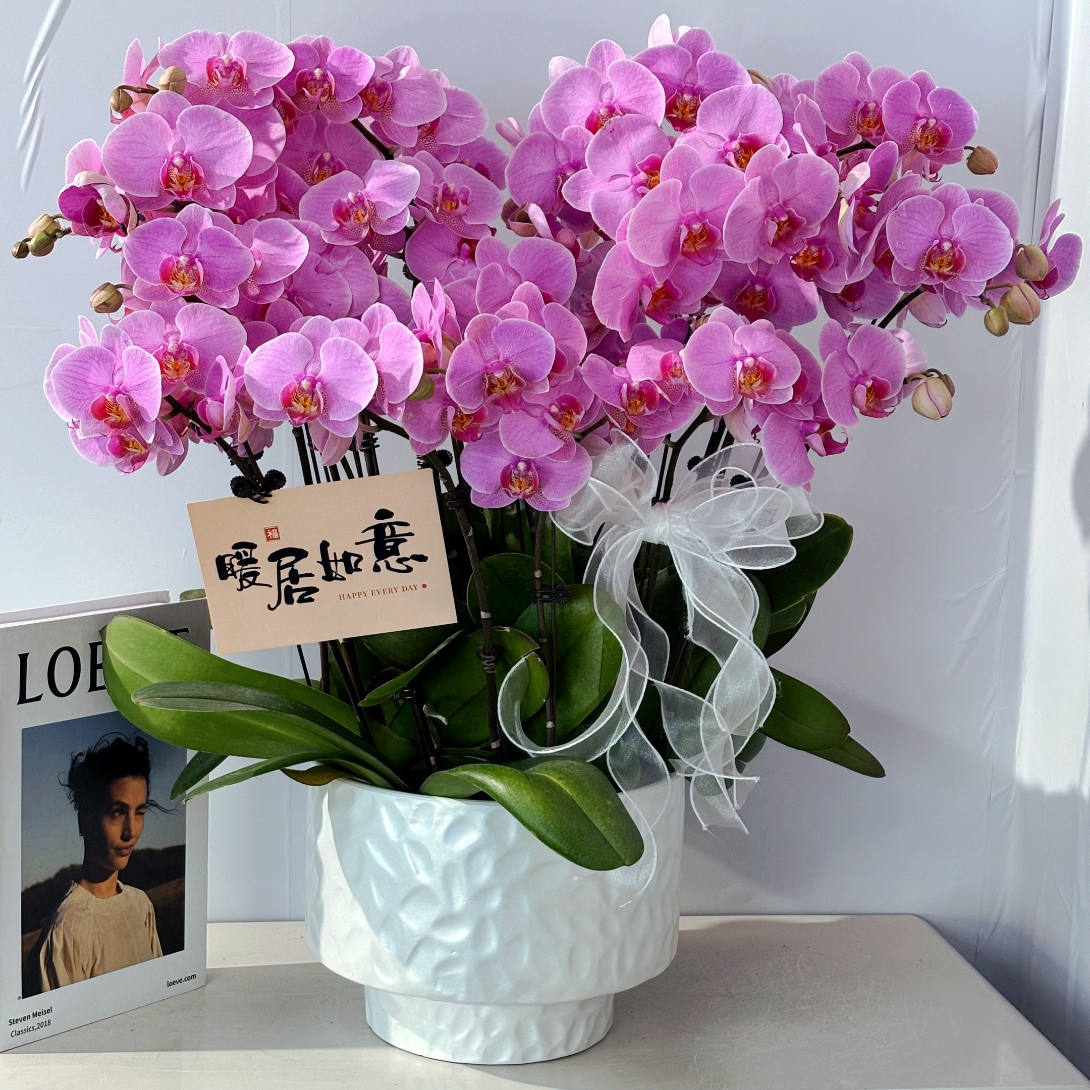 胜花（俏丽佳人)蝴蝶兰盆栽花卉室内四季开花陶瓷盆6-10