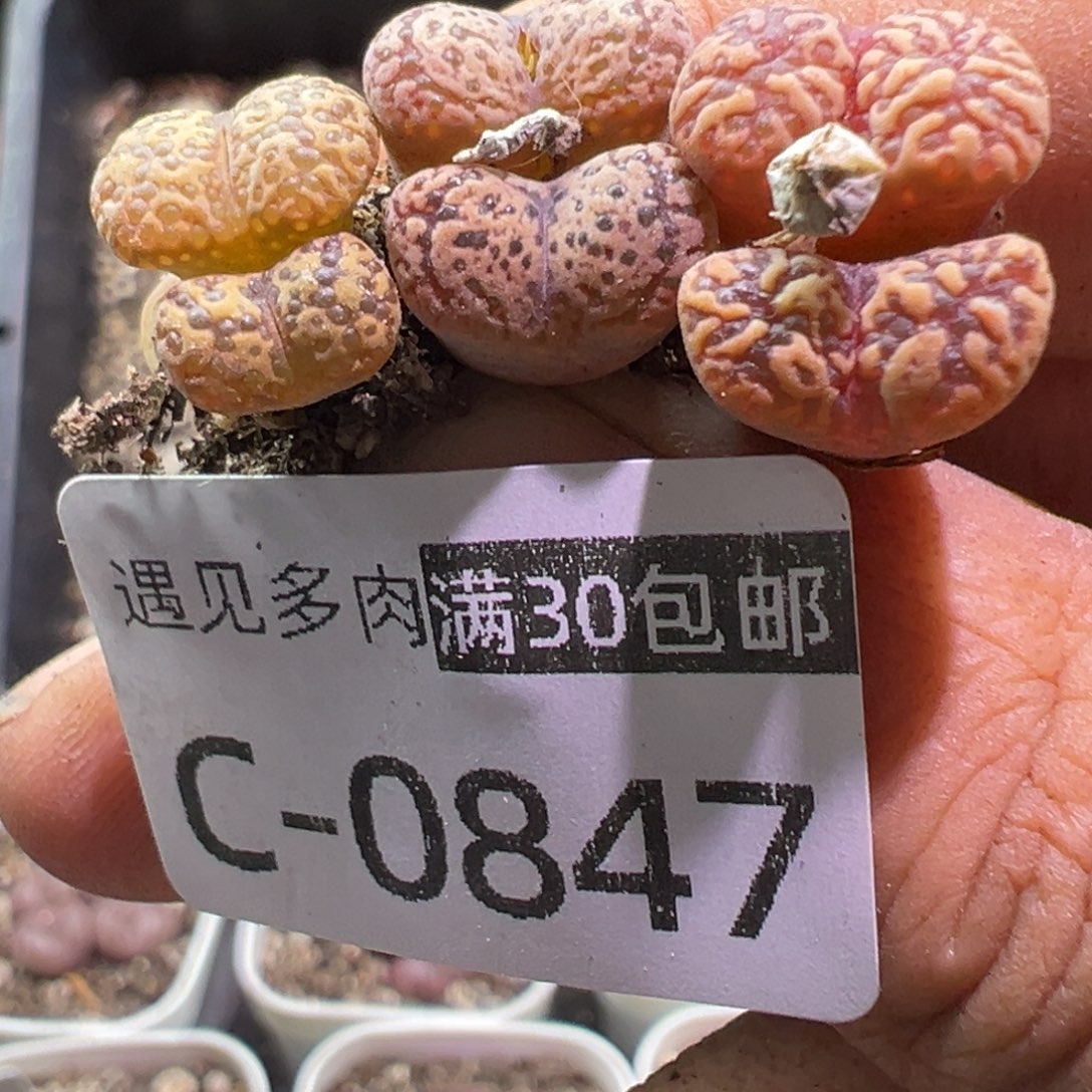 多肉植物1111111111