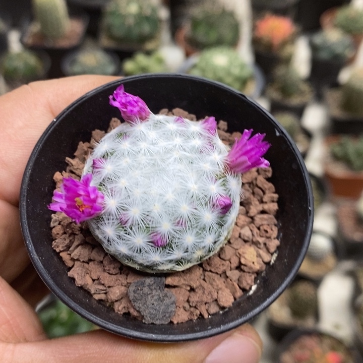 飞***达大春心特价福利包邮