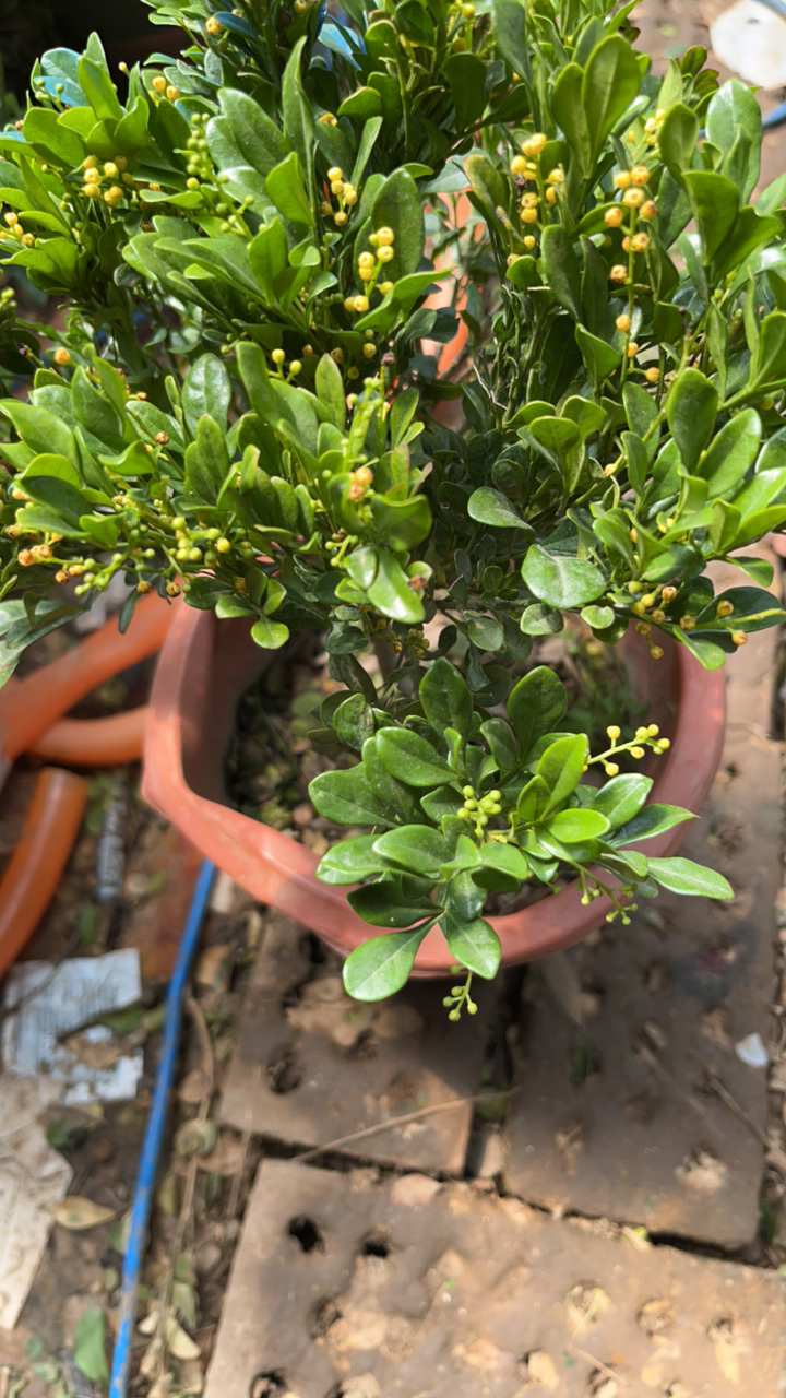 米兰盆栽花卉庭院植物四季常绿开花芳香易养室内室外花卉绿植盆栽