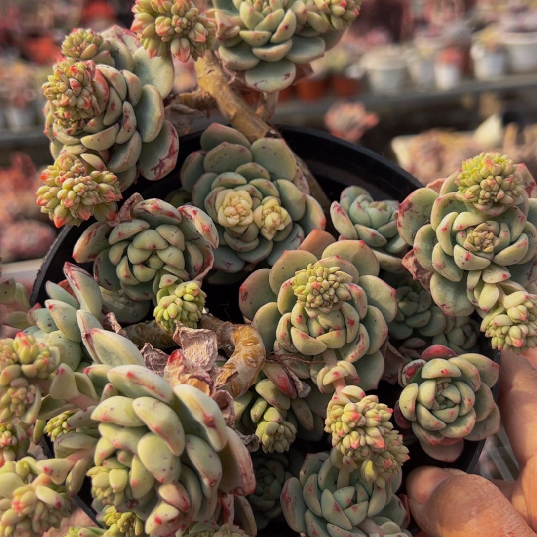 香草多头群生多肉植物