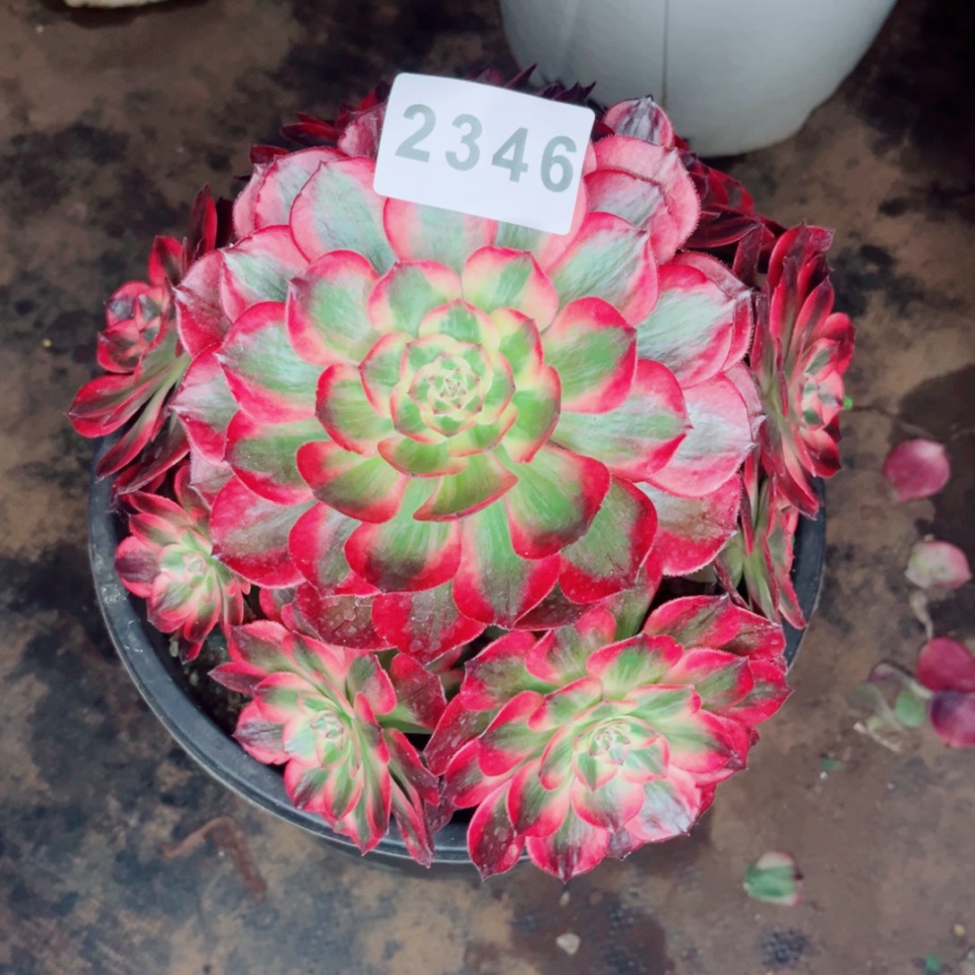 零***度新品赤子心多肉发货发货