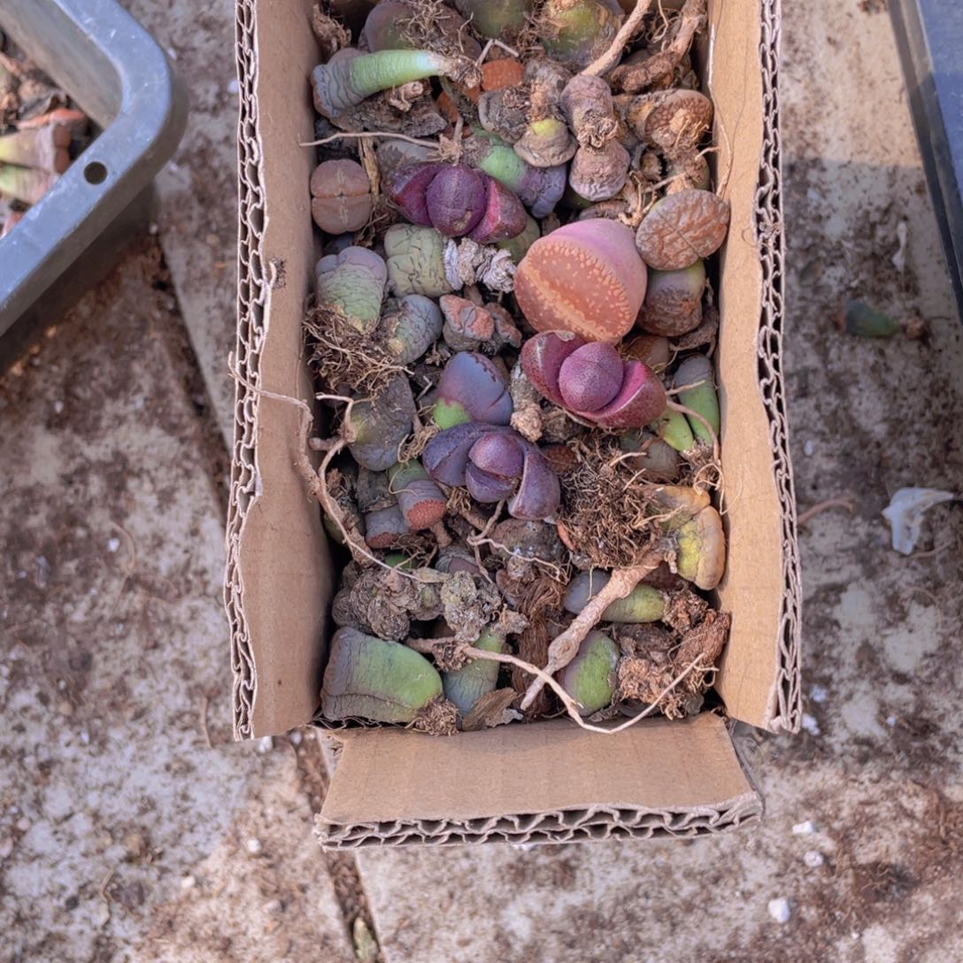 一箱脱土单头8888888888888