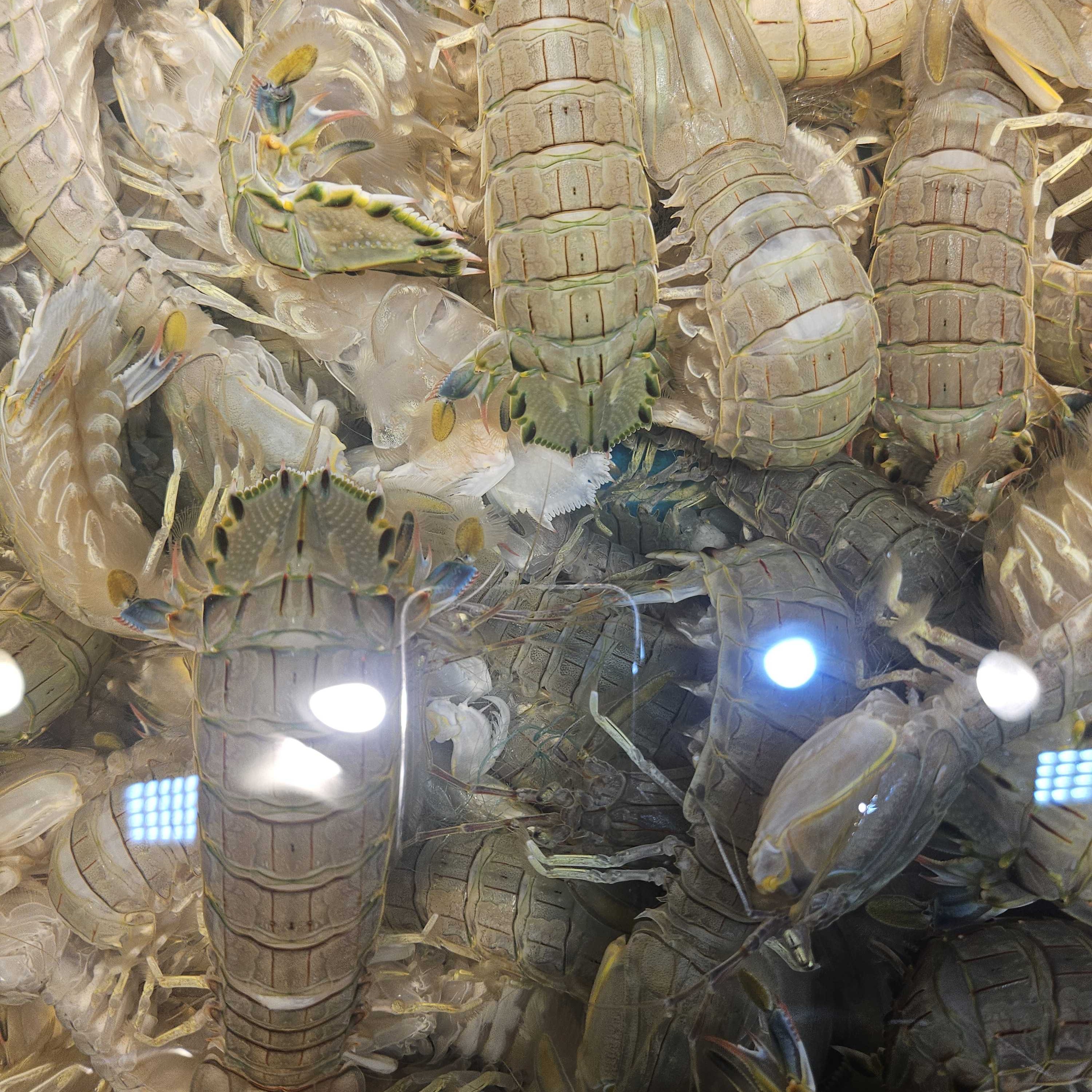 小虾爬 自由 2斤 全活 保肥